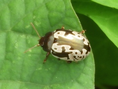 Calligrapha intermedia