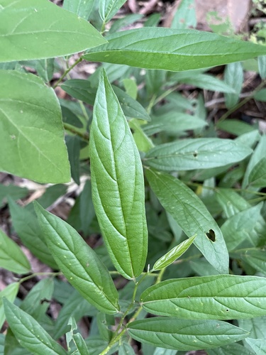 Alangium salviifolium, photograph 2