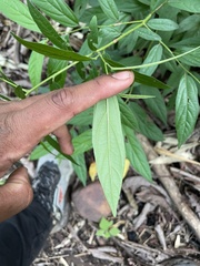 Alangium salviifolium, photograph Swarochi Tathagath, CC BY, iNaturalist via GBIF