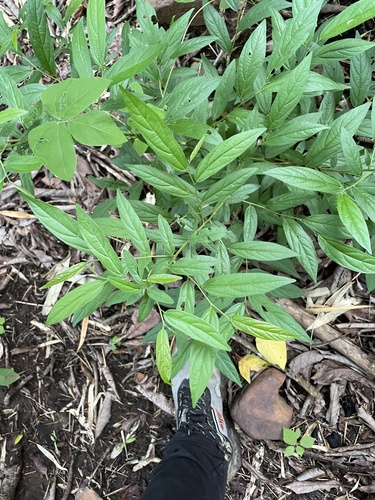 Alangium salviifolium, photograph 4