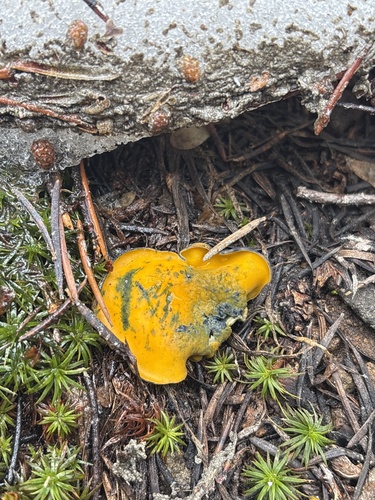 iNaturalist observation photo of Spring Orange Peel Fungus