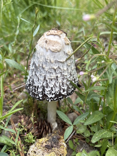 iNaturalist observation photo of Shaggy Mane
