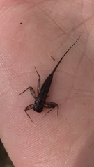 Stenacron interpunctatum interpunctatum