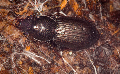 Bothriopterus