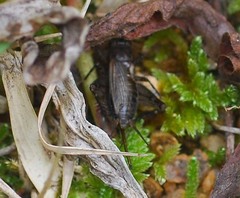 Loxoblemmus arietulus