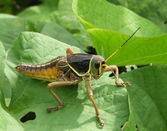 Brachystola behrensii