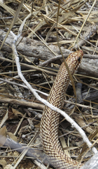 Leioheterodon geayi