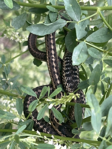 iNaturalist observation 2025-07-22
