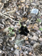 Zephyranthes drummondii