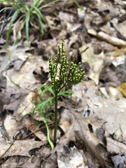 Botrychium angustisegmentum