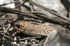 Leioheterodon geayi