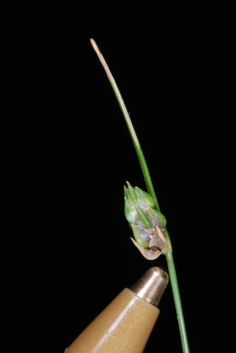 Image of Isolepis carinata by (c) Douglas Goldman, some rights reserved (CC BY-SA)