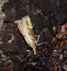 Hypena humuli
