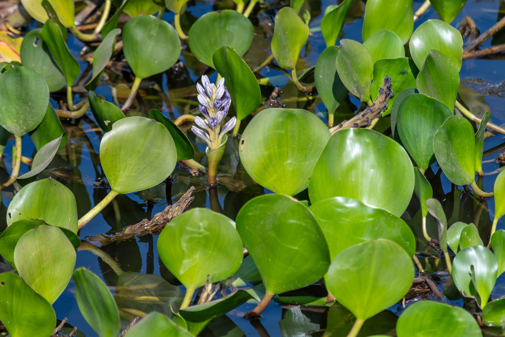 Pontederia azurea