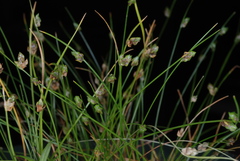 Isolepis carinata