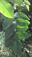 Phellodendron japonicum