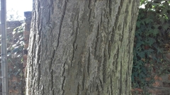 Phellodendron japonicum