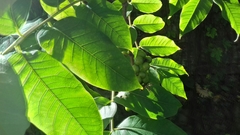 Phellodendron japonicum