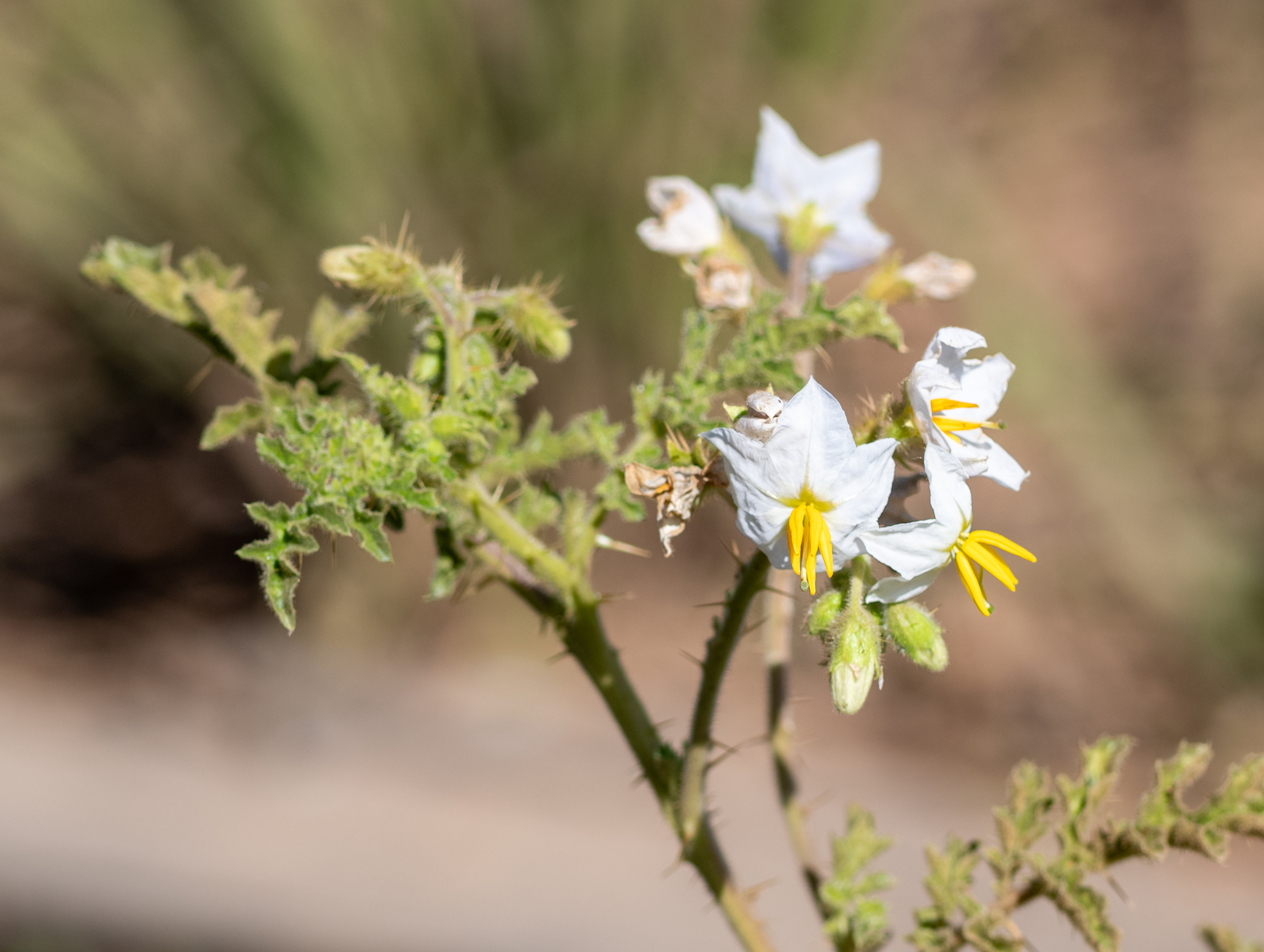 Solanum sisymbriifolium