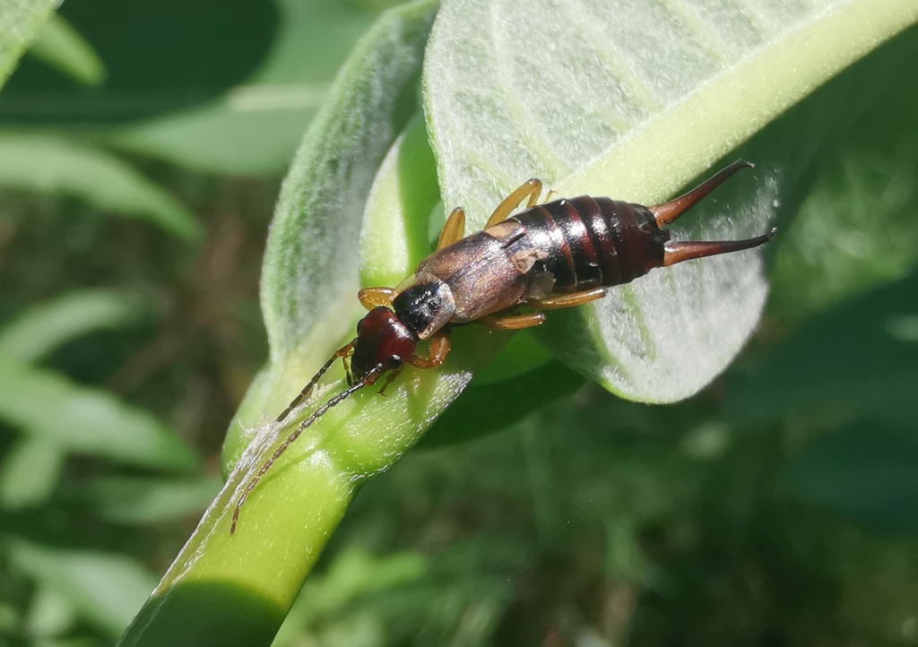 European Earwig from Rehoboth Beach, DE, USA on July 22, 2025 at 02:12 ...