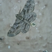 Cleora injectaria
