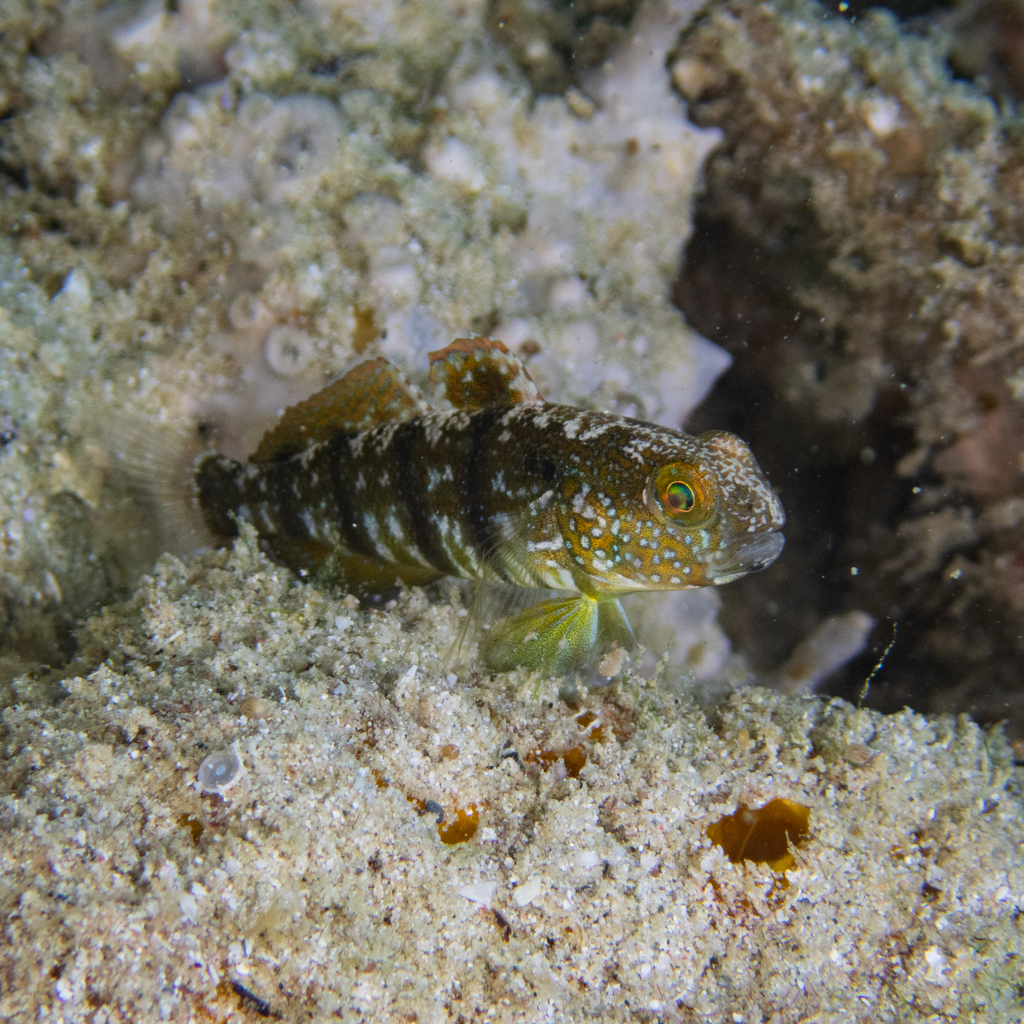 Sphinx goby