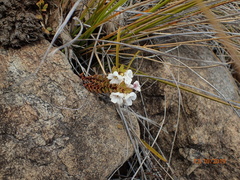 Euphrasia monroi