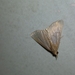 Crambidae
