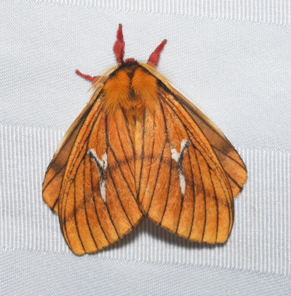 Cerodirphia nadiana