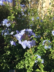 Plumbago auriculata