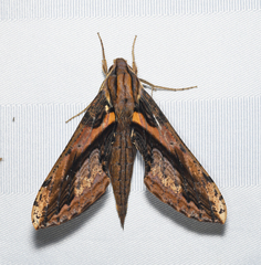 Xylophanes ceratomioides