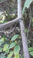 Philadelphus tomentosus