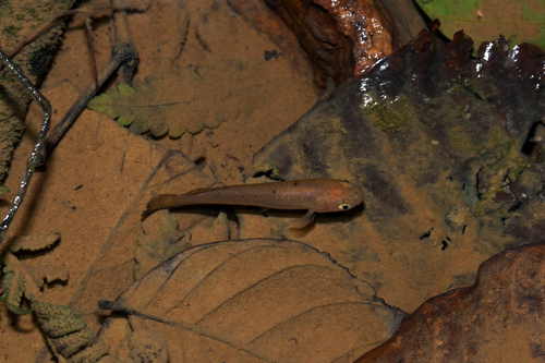 Giant rivulus (Anablepsoides hartii) — Rivulidae — 2