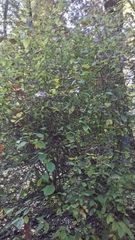 Philadelphus tomentosus