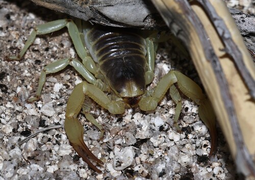 Anza-Borrego Hairy Scorpion photo 4