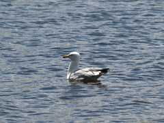 Larus argentatus