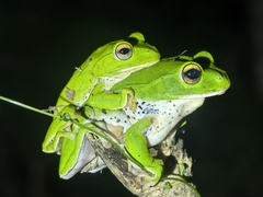 Japanese Flying Frog photo 2