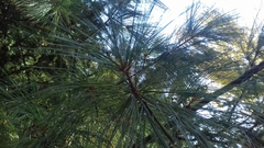 Pinus × schwerinii
