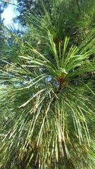 Pinus × schwerinii