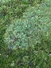 Bilimbia sabuletorum