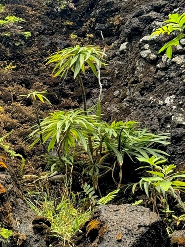 Lobelia niihauensis observed 2025-07-08