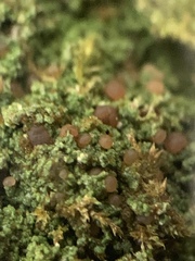 Bilimbia sabuletorum