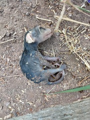 Didelphis virginiana