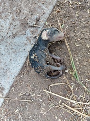 Didelphis virginiana