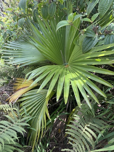 Pritchardia kaalae observed 2025-07-14