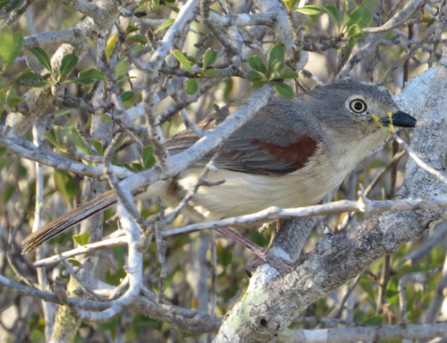 Red-shouldered Vanga (Calicalicus rufocarpalis), photo 6