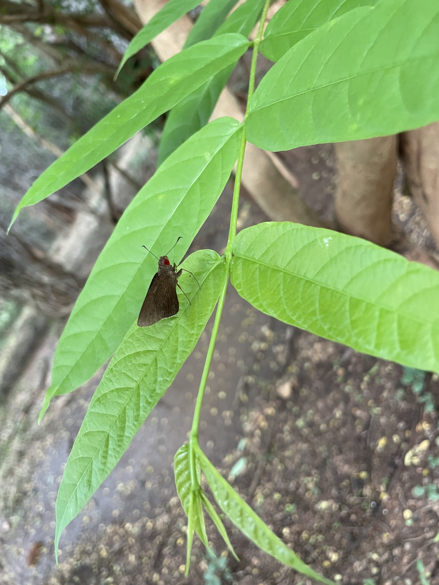 Common Branded Redeye