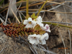 Euphrasia monroi