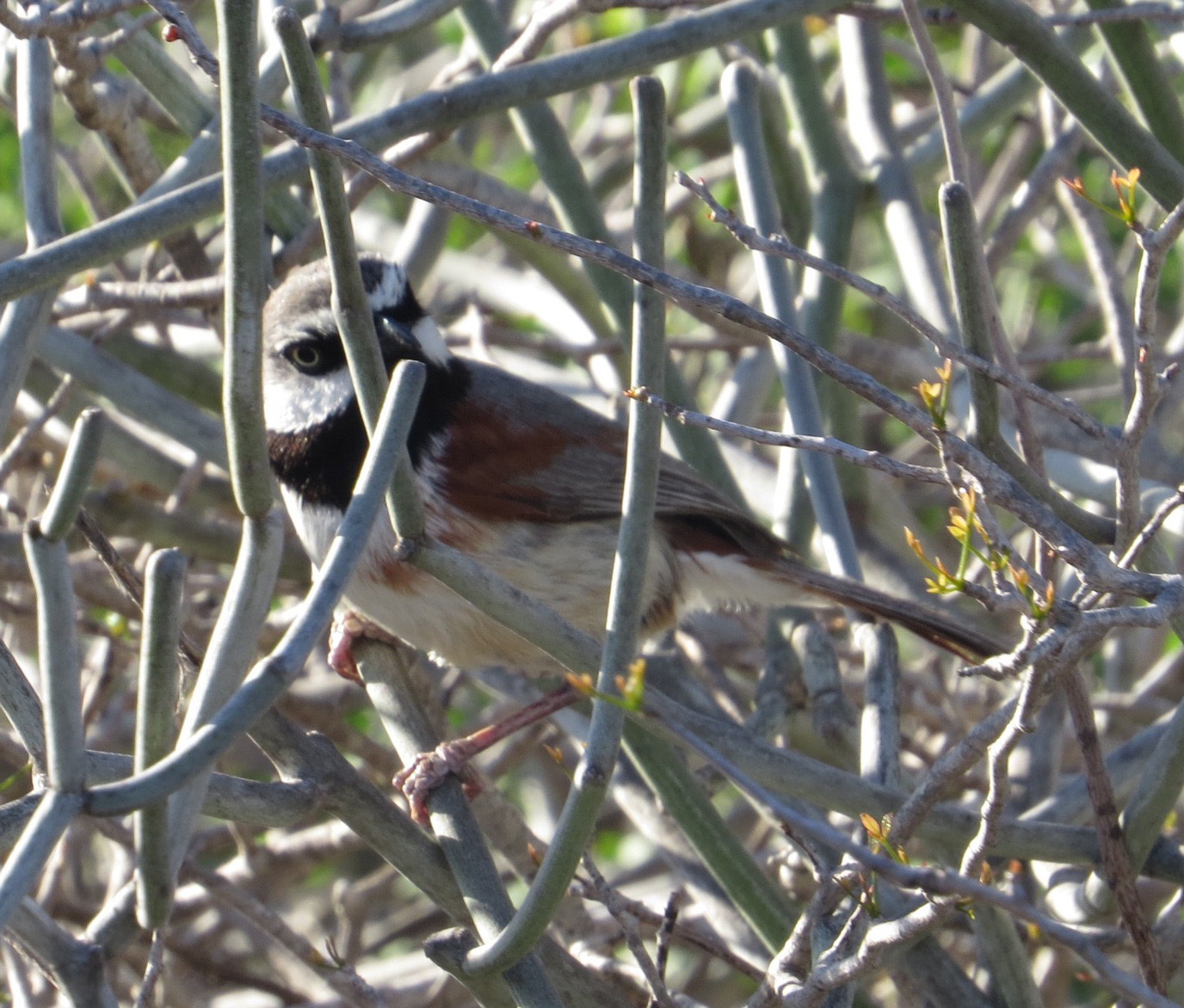 Red-shouldered Vanga (Calicalicus rufocarpalis), photo 4