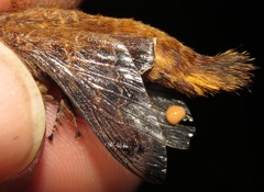 Labedera angustipennis